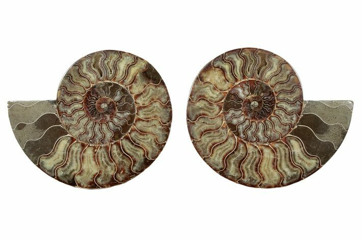 Large, Cut & Polished Ammonite Fossil - Madagascar #342133